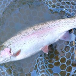 ラインブレイク頻発　～岡崎トラウトポンド～